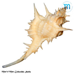 Chicoreus formosus (Sowerby, 1841) - Imagem 3