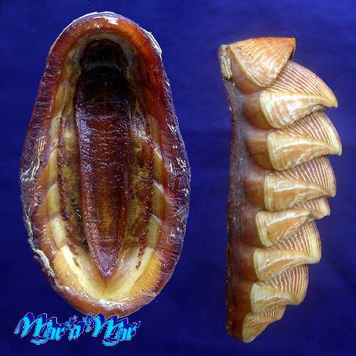 Alternative view of Chaetopleura angulata Spengler,1797