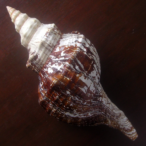 Alternative view of Pleuroploca gigantea Kiener, 1840