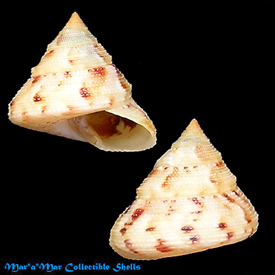 Calliostoma adspersum (Philippi, 1851*)