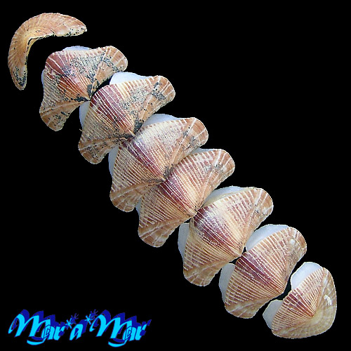 Alternative view of Chaetopleura angulata Spengler,1797