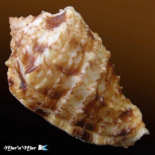 Morum dennisoni (Reeve, 1842) - Image 2