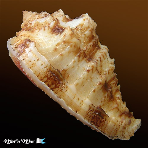 Morum dennisoni (Reeve, 1842) - Image 3