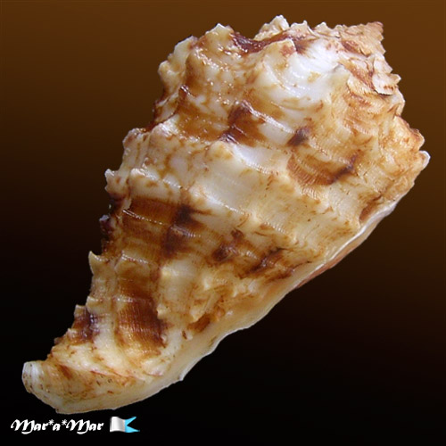 Morum dennisoni (Reeve, 1842) - Image 4