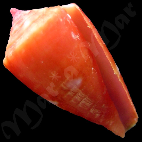 Conus pseudocardinalis Coltro, 2004