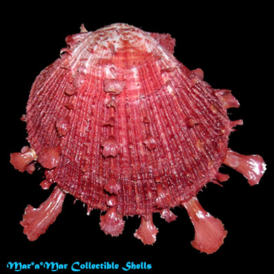 Spondylus ictericus Reeve, 1856