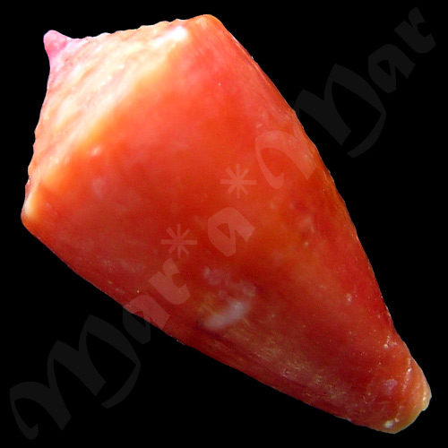 Conus pseudocardinalis Coltro, 2004 - Imagem 2