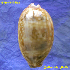 Macrocypraea zebra Linnaeus, 1758