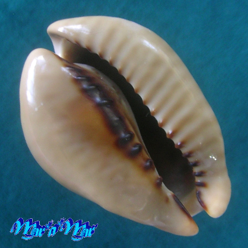 Alternative view of Cypraea (Muracypraea) mus mus Linnaeus, 1758