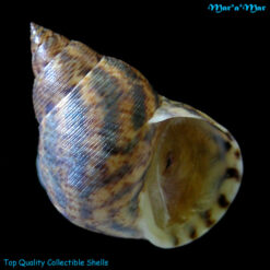 Littorina angulifera (Lamarck, 1822)