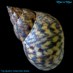 Littorina angulifera (Lamarck, 1822) - Imagem 2