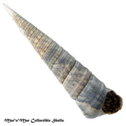 Turritella variegata (Linnaeus, 1758)