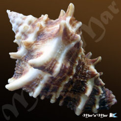 Vasum cassiforme (Kiener, 1841) - Imagem 2