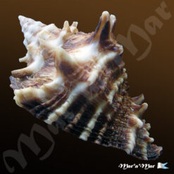 Vasum cassiforme (Kiener, 1841) - Imagem 3