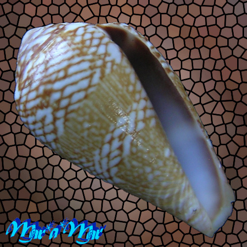 Conus cacao Ferrario, 1993