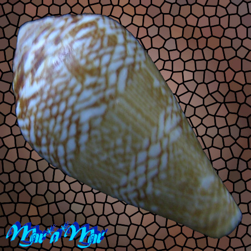 Alternative view of Conus cacao Ferrario, 1993