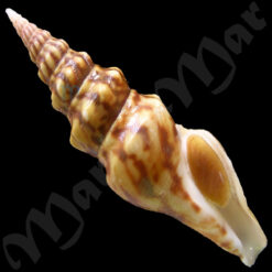 Tiariturris spectabilis Berry, 1958