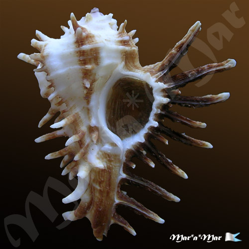 Homalocantha oxycantha (Broderip, 1833)