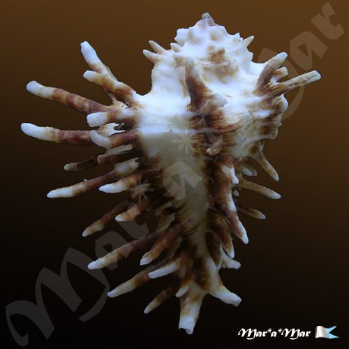 Homalocantha oxycantha (Broderip, 1833) - Imagem 2