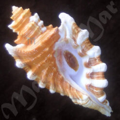 Cymatium femorale (Linnaeus, 1758)
