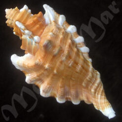 Cymatium femorale (Linnaeus, 1758) - Image 2