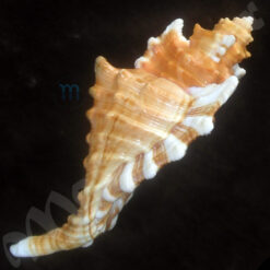 Cymatium femorale (Linnaeus, 1758) - Image 3