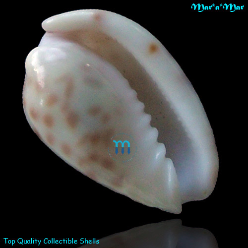 Persicula persicula Linaeus, 1758