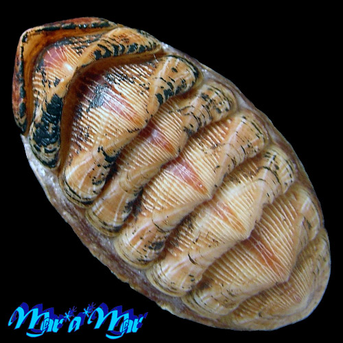 Chaetopleura angulata Spengler,1797*
