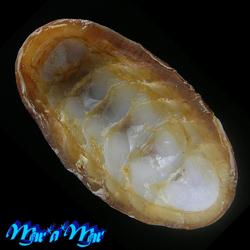 Alternative view of Chaetopleura angulata Spengler,1797*