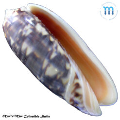 Oliva miniacea miniacea Ducros de St. Germain, 1857