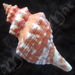 Alternative view of Aurantilaria aurantiaca (Lamarck, 1816)