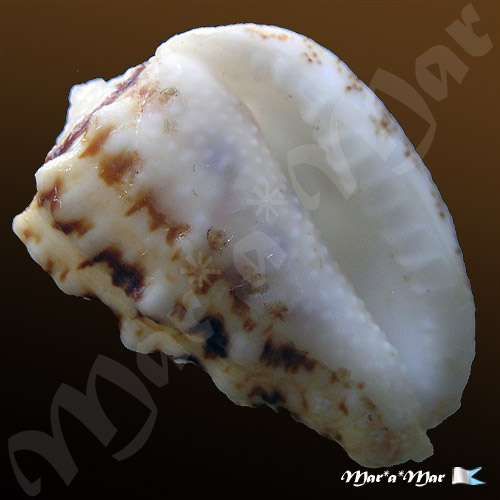 Morum lamarcki Deshayes, 1844