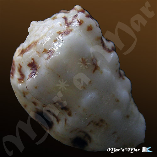 Morum lamarcki Deshayes, 1844 - Imagem 2