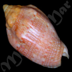 Voluta musica laevigata, Lamarck, 1811 - Imagem 2