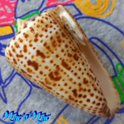 Conus spurius atlanticus Clench, 1942