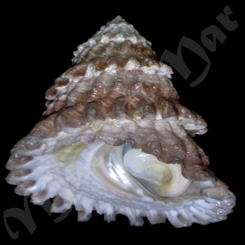 Lithopoma tectum tectum (Lightfoot, J. in Solander, 1786)