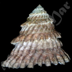 Lithopoma tectum tectum (Lightfoot, J. in Solander, 1786) - Imagem 2