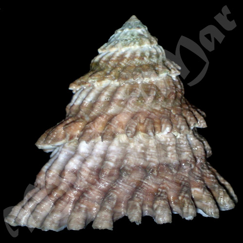 Lithopoma tectum tectum (Lightfoot, J. in Solander, 1786) - Imagem 2