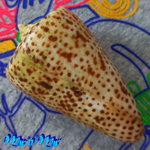 Alternative view of Conus spurius atlanticus Clench, 1942