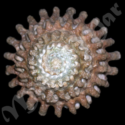 Lithopoma tectum tectum (Lightfoot, J. in Solander, 1786) - Imagem 3