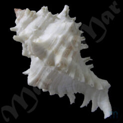 Alternative view of Chicoreus brevifrons (Lamarck, 1822)