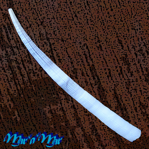 Antalis disparile (Orbigny, 1842)