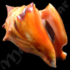 Strombus pugilis worki Linnaeus, 1758