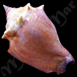 Strombus pugilis worki Linnaeus, 1758 - Imagem 2
