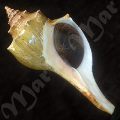 Pleuroploca granosa (Broderip. 1832)