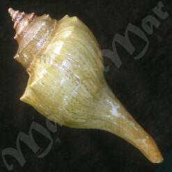 Pleuroploca granosa (Broderip. 1832) - Imagem 2