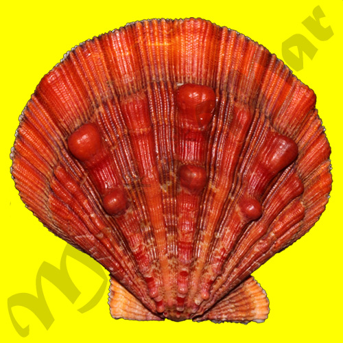 Nodipecten nodosus (Linnaeus, 1758)
