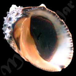 Purpura patula (Linné,1758)