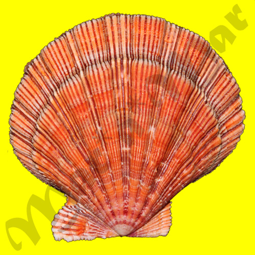 Nodipecten nodosus (Linnaeus, 1758) - Imagem 2
