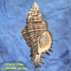 Chicoreus microphyllus Lamarck, 1816